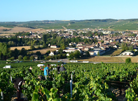 Grand Cru Chablis harvest 2019