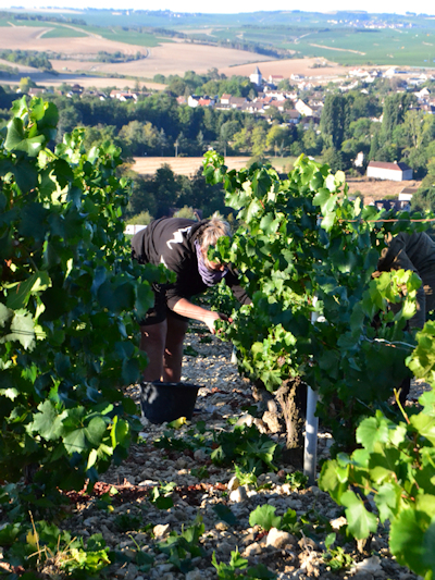 Besson Chablis 2019 Harvest