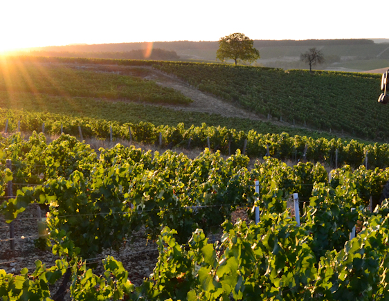 Besson Chablis harvest 2019