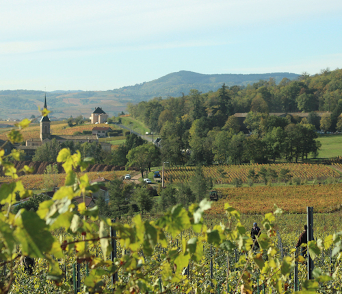 Beaujolais Wine