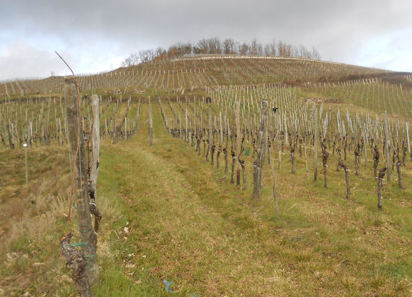 Riesling vines