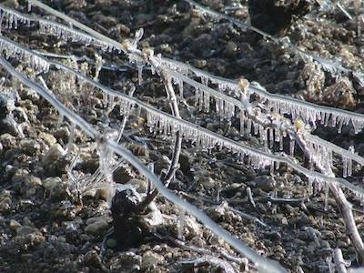 Iced grapes