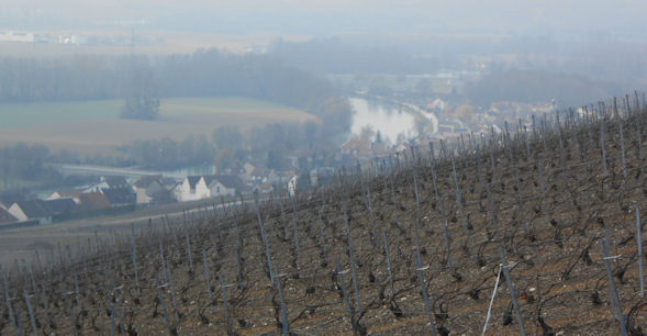 Moet vines